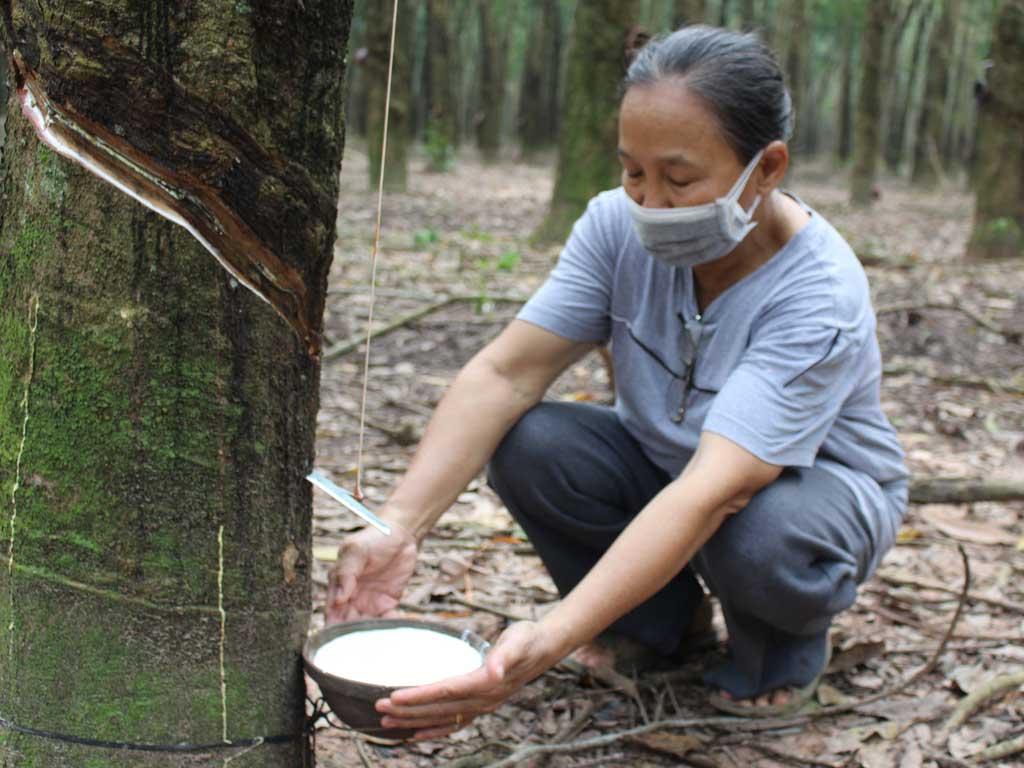 cao mu cao su 